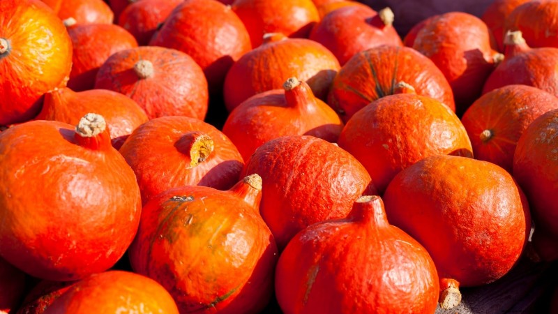 Fast-Maturing Pumpkins for July Planting: Enjoy Autumn Harvest Sooner