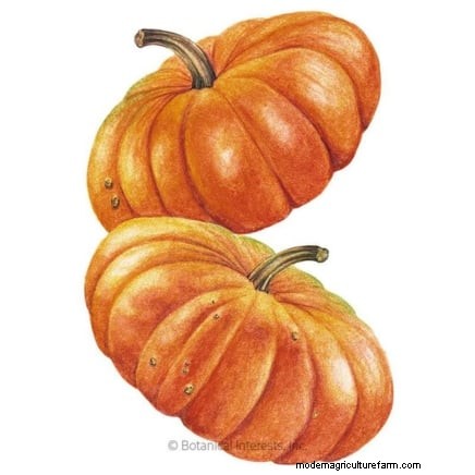 Heirloom Squash Varieties: A Guide to Unique Flavors & History
