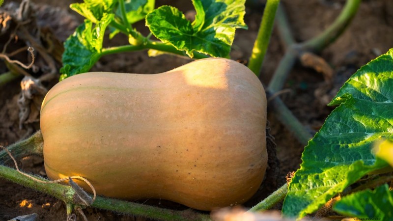 Heirloom Squash Varieties: A Guide to Unique Flavors & History