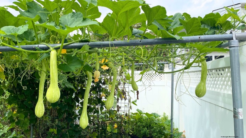 Heirloom Squash Varieties: A Guide to Unique Flavors & History