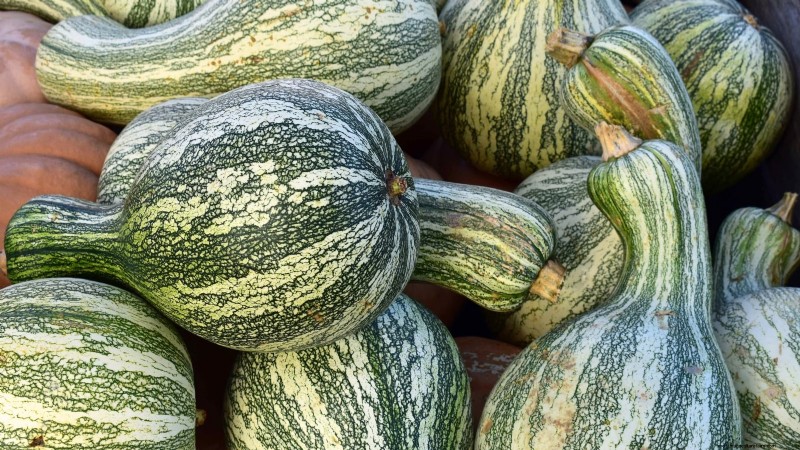 Heirloom Squash Varieties: A Guide to Unique Flavors & History
