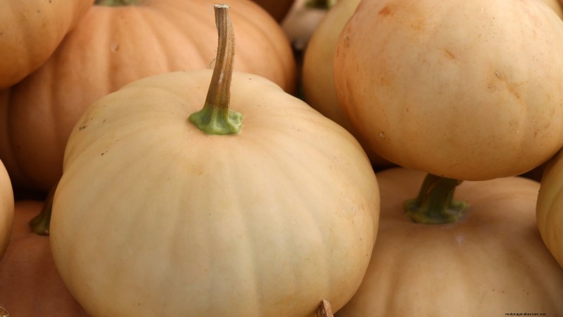 Heirloom Squash Varieties: A Guide to Unique Flavors & History