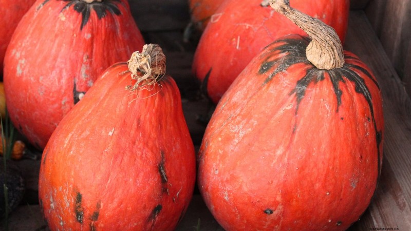 Heirloom Squash Varieties: A Guide to Unique Flavors & History