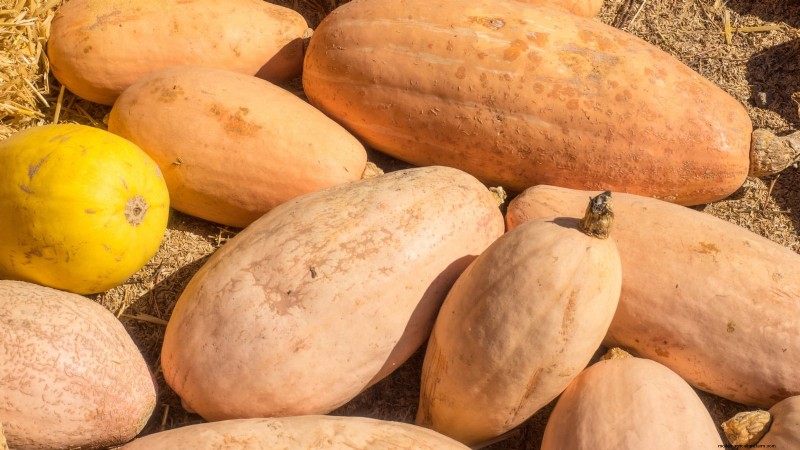 Heirloom Squash Varieties: A Guide to Unique Flavors & History