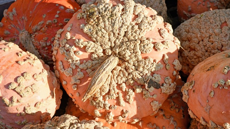 Heirloom Squash Varieties: A Guide to Unique Flavors & History