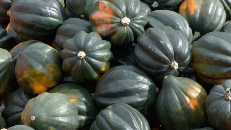 Heirloom Squash Varieties: A Guide to Unique Flavors & History