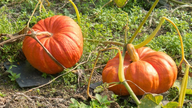 Heirloom Squash Varieties: A Guide to Unique Flavors & History