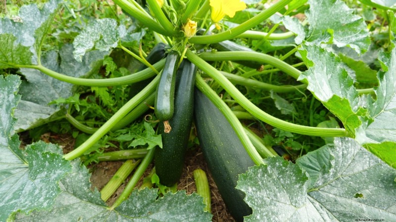 Heirloom Squash Varieties: A Guide to Unique Flavors & History