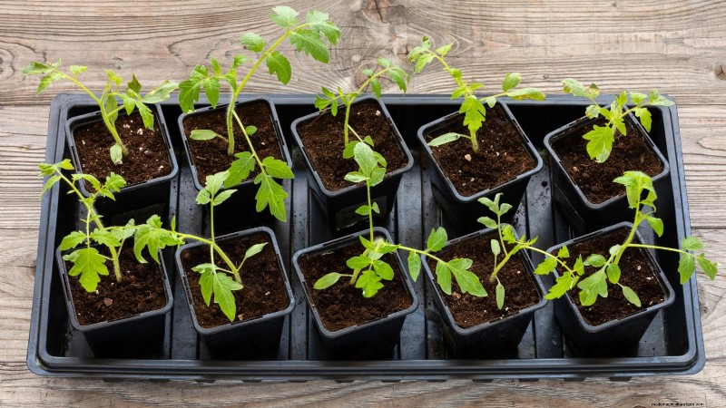 Grow Healthy Tomatoes: An Innovative Upside-Down Gardening Technique