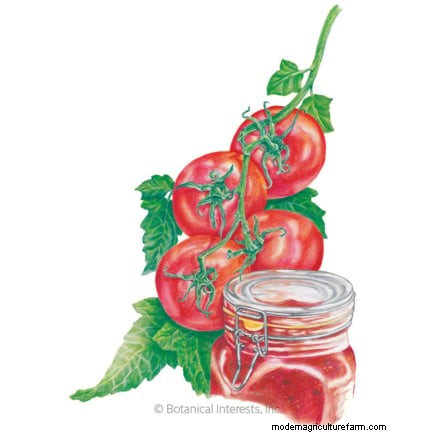 Grow Healthy Tomatoes: An Innovative Upside-Down Gardening Technique