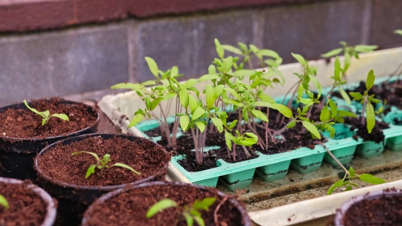 Grow Healthy Tomatoes: An Innovative Upside-Down Gardening Technique