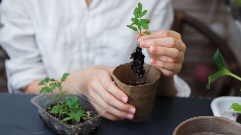 Grow Healthy Tomatoes: An Innovative Upside-Down Gardening Technique
