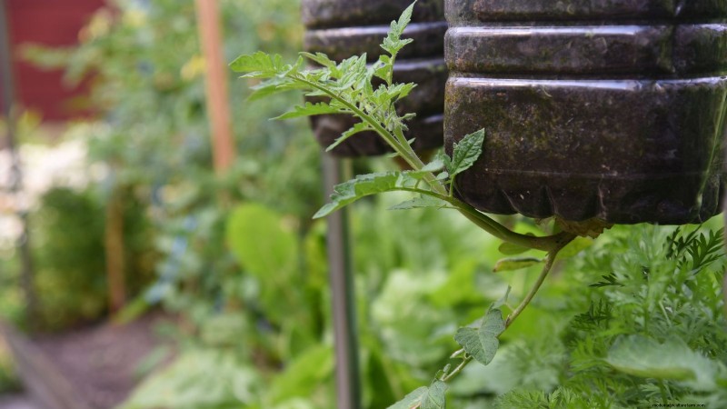 Grow Healthy Tomatoes: An Innovative Upside-Down Gardening Technique