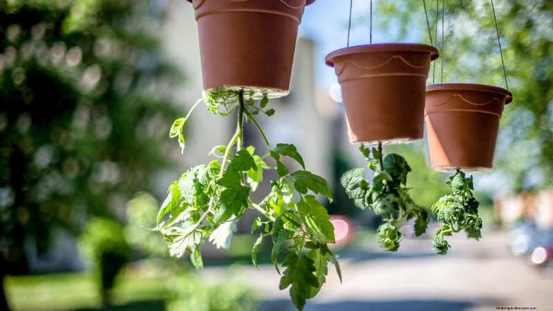 Grow Healthy Tomatoes: An Innovative Upside-Down Gardening Technique