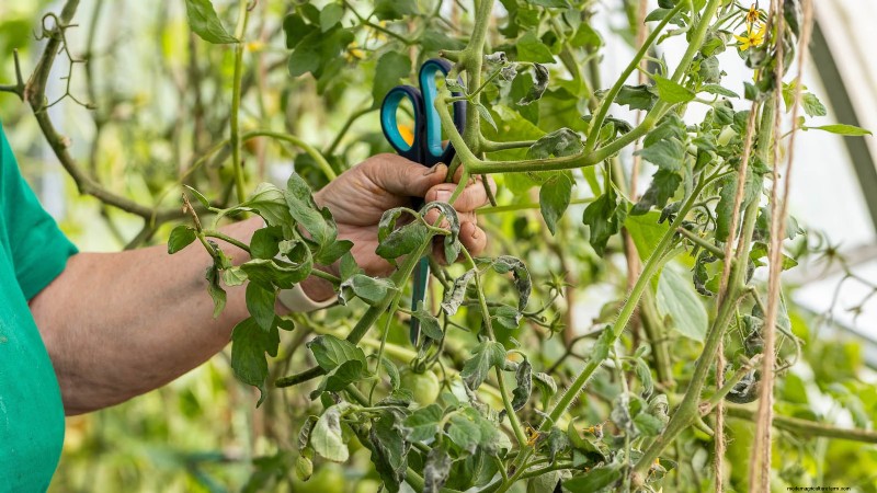 Grow Healthy Tomatoes: An Innovative Upside-Down Gardening Technique