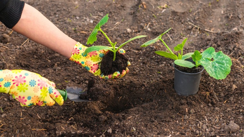 Troubleshooting Zucchini Growth: 7 Reasons for Poor Yields