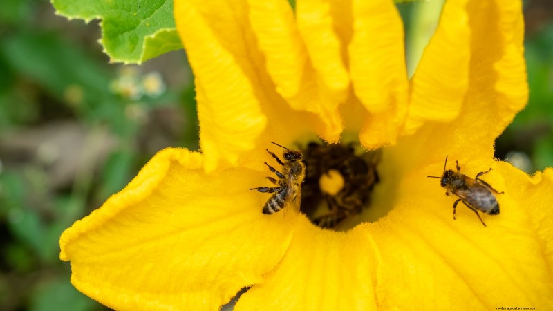 Troubleshooting Zucchini Growth: 7 Reasons for Poor Yields