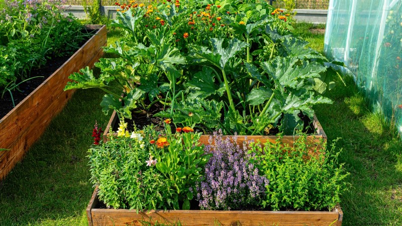 Troubleshooting Zucchini Growth: 7 Reasons for Poor Yields
