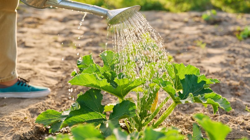 Troubleshooting Zucchini Growth: 7 Reasons for Poor Yields