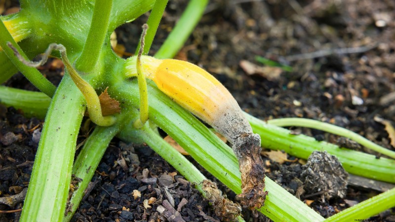 Troubleshooting Zucchini Growth: 7 Reasons for Poor Yields