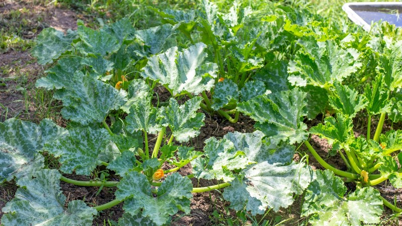 Troubleshooting Zucchini Growth: 7 Reasons for Poor Yields