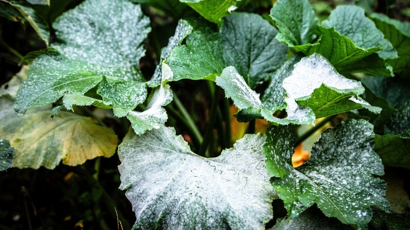 Troubleshooting Zucchini Growth: 7 Reasons for Poor Yields