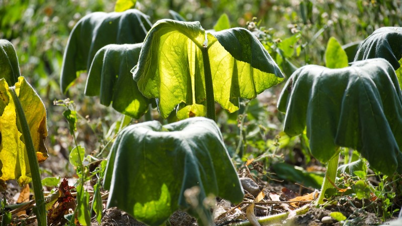 Troubleshooting Zucchini Growth: 7 Reasons for Poor Yields