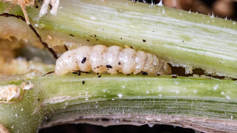 Troubleshooting Zucchini Growth: 7 Reasons for Poor Yields