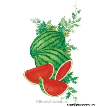 Watermelon Growing Time: From Seed to Harvest & Size
