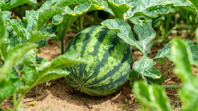 Watermelon Growing Time: From Seed to Harvest & Size