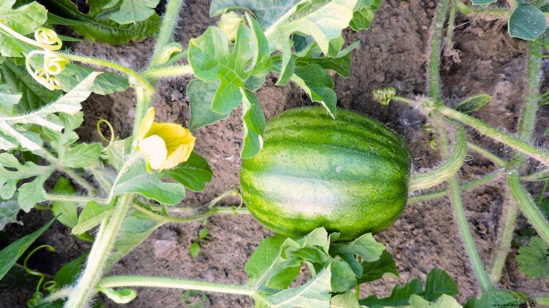 Watermelon Growing Time: From Seed to Harvest & Size