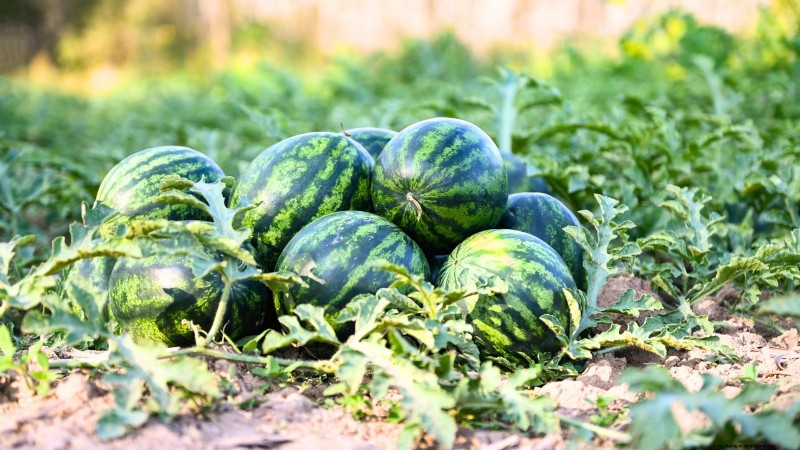 Watermelon Growing Time: From Seed to Harvest & Size