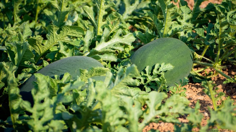 Watermelon Growing Time: From Seed to Harvest & Size