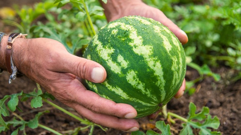 Watermelon Growing Time: From Seed to Harvest & Size