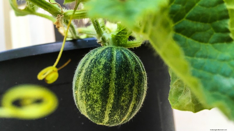 Watermelon Growing Time: From Seed to Harvest & Size