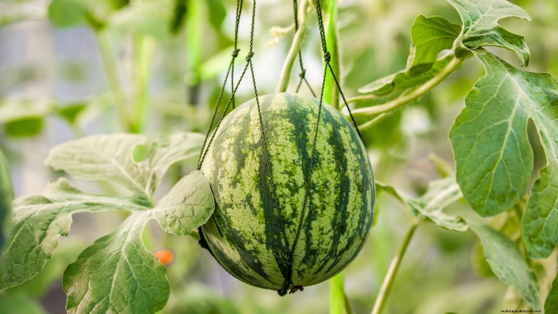 Watermelon Growing Time: From Seed to Harvest & Size