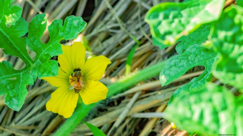 Watermelon Growing Time: From Seed to Harvest & Size