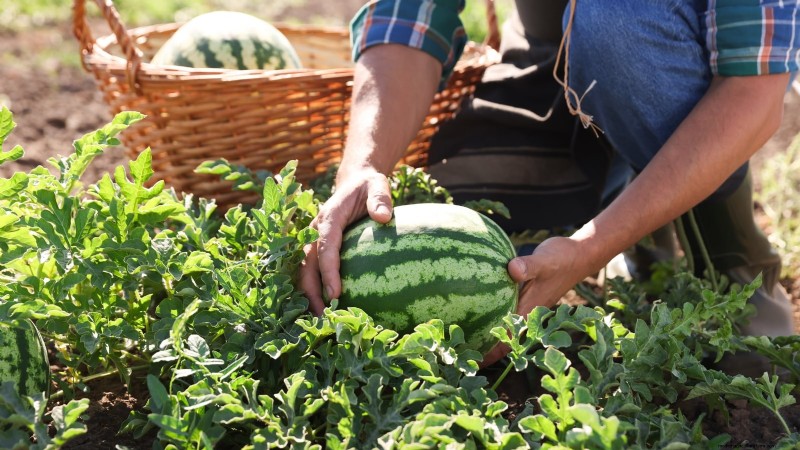 Watermelon Growing Time: From Seed to Harvest & Size