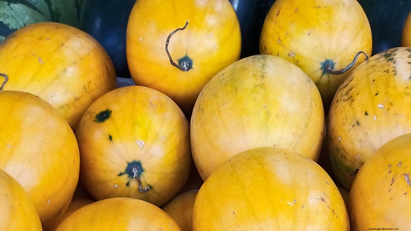 Watermelon Growing Time: From Seed to Harvest & Size