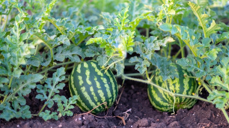 Watermelon Growing Time: From Seed to Harvest & Size