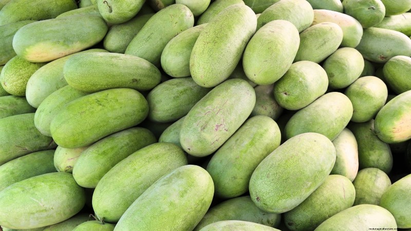 Watermelon Growing Time: From Seed to Harvest & Size