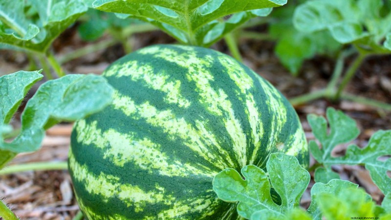 Watermelon Growing Time: From Seed to Harvest & Size