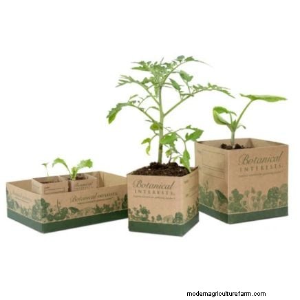 Black Beauty Zucchini: Planting, Growing & Care Guide