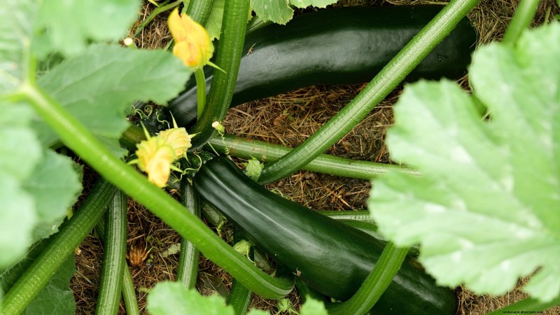 Black Beauty Zucchini: Planting, Growing & Care Guide