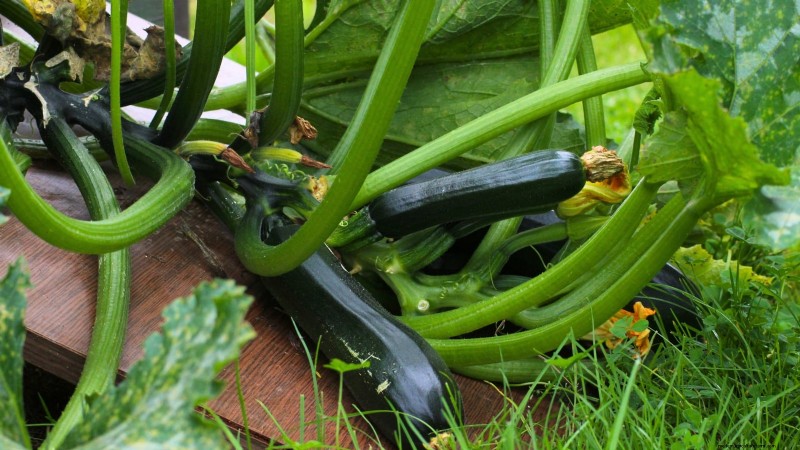 Black Beauty Zucchini: Planting, Growing & Care Guide