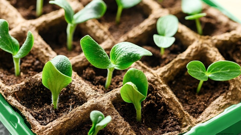 Black Beauty Zucchini: Planting, Growing & Care Guide