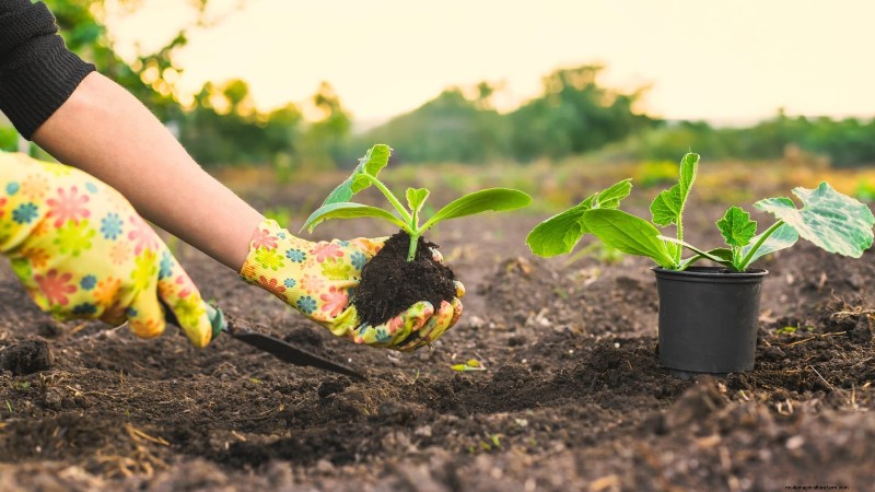 Black Beauty Zucchini: Planting, Growing & Care Guide