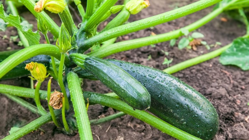 Black Beauty Zucchini: Planting, Growing & Care Guide
