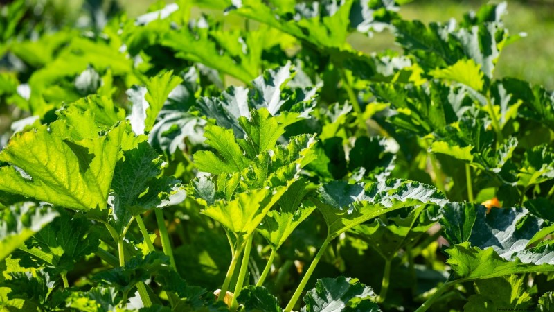 Black Beauty Zucchini: Planting, Growing & Care Guide