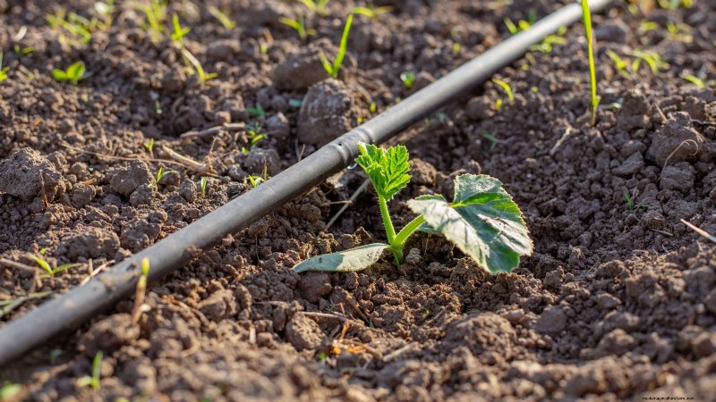 Black Beauty Zucchini: Planting, Growing & Care Guide